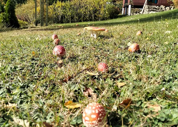 U Rysia Farma Korbielów